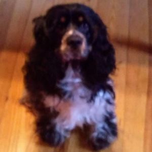 Meet your Posher, Gracie